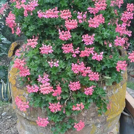 Vakantieboerderij Martignana Alta Empoli