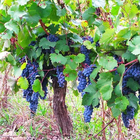 Martignana Alta Vakantieboerderij *